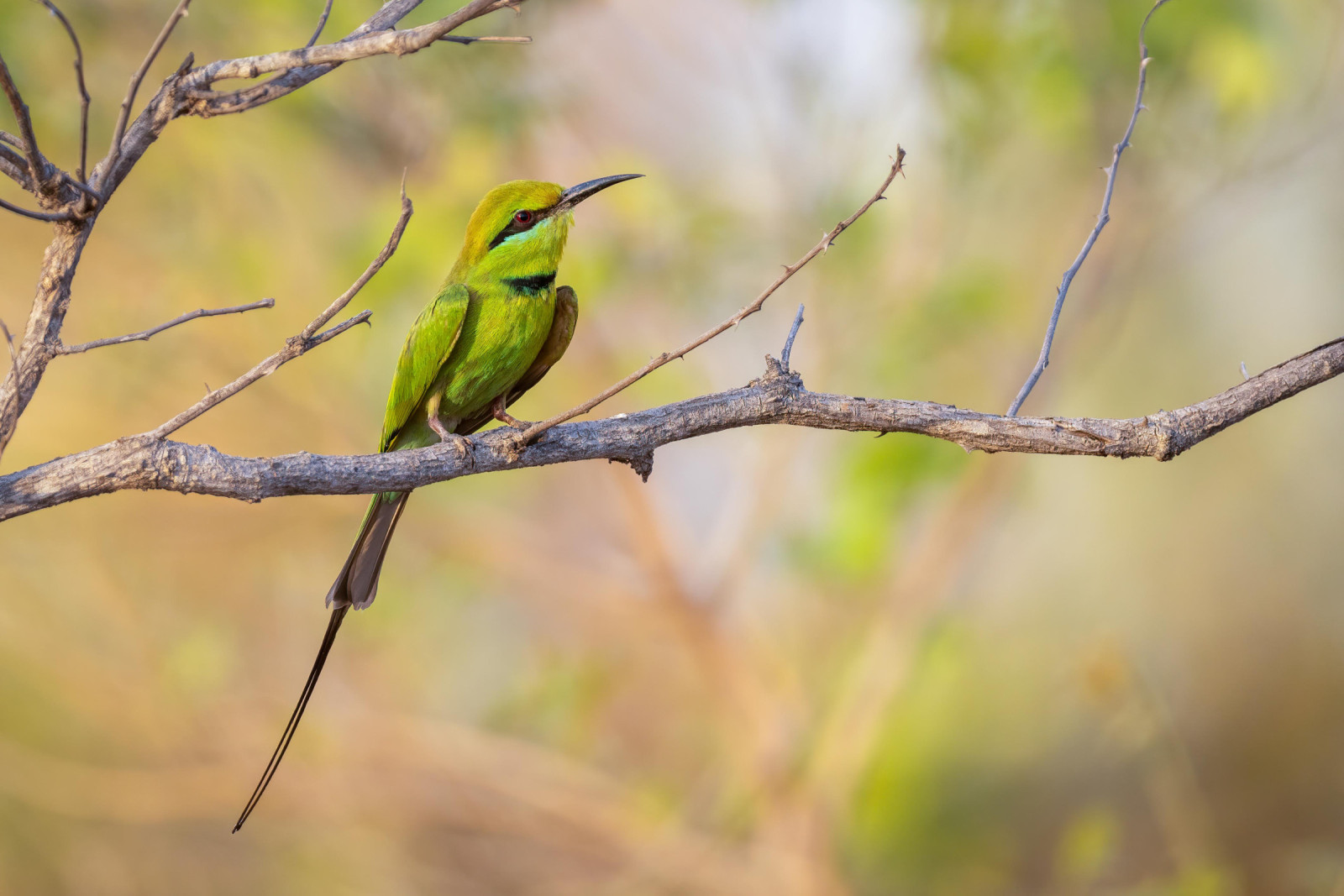 image African Green Bee-eater
